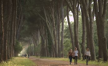 San Rossore Park bike path. Daniele Napolitano@Wikimedia Commons