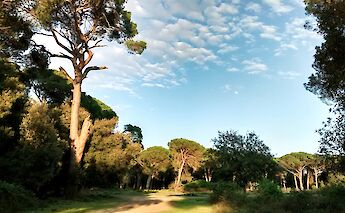 San Rossore, Riserva del Paduletto. Daniele Napolitano@Wikimedia Commons