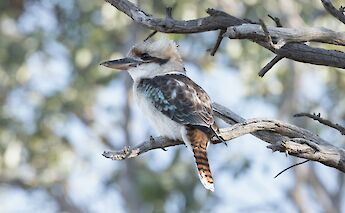 Kookaburra bird, one of the wildlife species abundant in Echuca and Moama City, Australia. Matthew Willimott@Unsplash