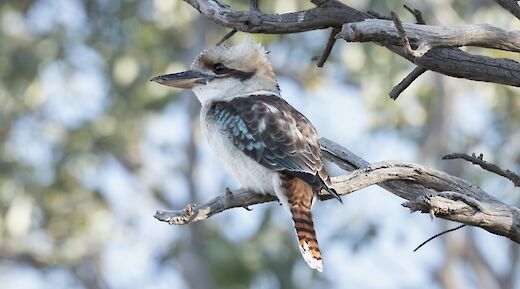 Kookaburra bird, one of the wildlife species abundant in Echuca and Moama City, Australia. Matthew Willimott@Unsplash