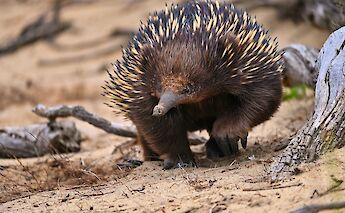 Echidna in its natural habitat in Echuca and Moama City, Australia. Enguerrand Blanchy@Unsplash