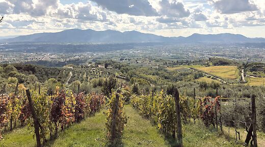 Vineyards near Lucca, Italy. Unsplash:Reisetopia