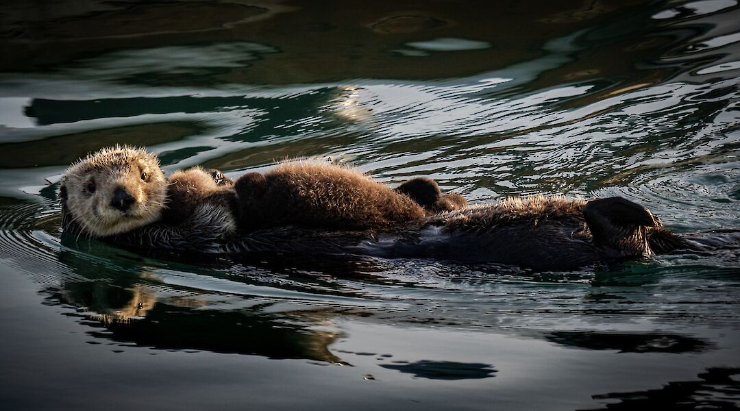 Sea otters, Morro Bay, California. Anchor Lee@Unsplash