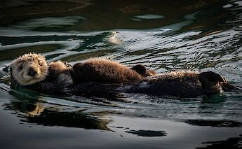 Sea otters, Morro Bay, California. Anchor Lee@Unsplash