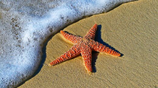 Starfish at a sandy beach. Pedro Lastra@Unsplash