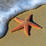 Starfish at a sandy beach. Pedro Lastra@Unsplash