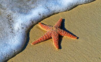 Starfish at a sandy beach. Pedro Lastra@Unsplash