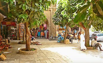 Trees, Casablanca, Morocco. Thales Botelho de Sousa@Unsplash
