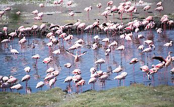 Flamingos at Arusha National Park, Tanzania. Peter Makholm@Flickr