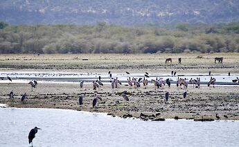 Brids on the groud, Arusha, Kilimanjaro, Tanzania. Ray Rui@Unsplash