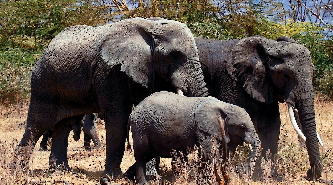 A family of elephants in Arusha, Kilimanjaro, Tanzania. Ray Rui@Unsplash