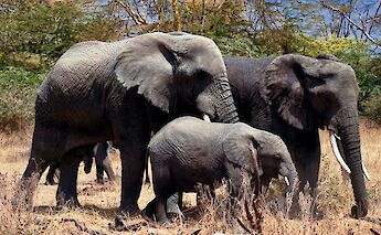 A family of elephants walking together in a dry, grassy area with trees in Arusha, Tanzania.