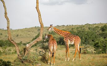 Two giraffes standing on a grassy plain under a cloudy sky, with sparse trees in the background, likely in a safari park setting in Arusha, Tanzania.