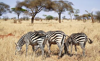Zebras grazing on dry grassland with scattered trees in Arusha, Tanzania.