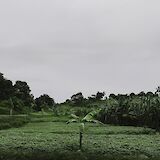 Banana shoot in the middle of the plantation, Sugarcane Plantation, Kilimanjaro, Tanzania. Ema Studios@Unsplash