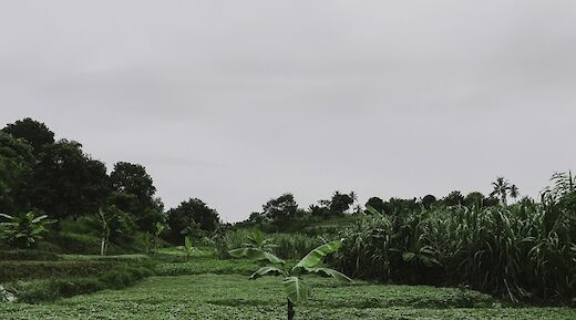 Banana shoot in the middle of the plantation, Sugarcane Plantation, Kilimanjaro, Tanzania. Ema Studios@Unsplash