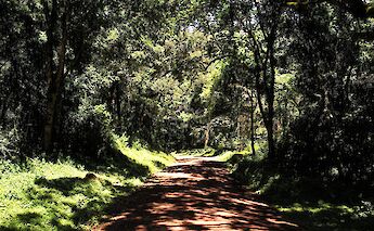 Jungle Road in Arusha National Park, Tanzania. RB Photo@Flickr