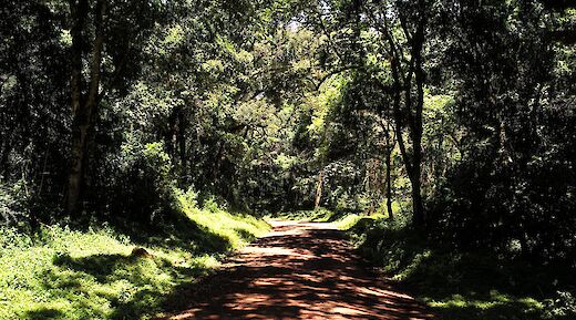 Jungle Road in Arusha National Park, Tanzania. RB Photo@Flickr