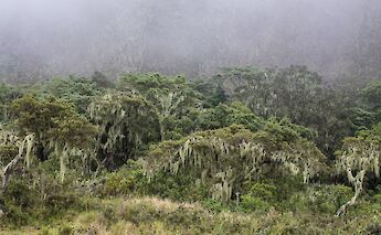 Mount Meru Forest, Tanzania. hyperfocaldistance@Flickr