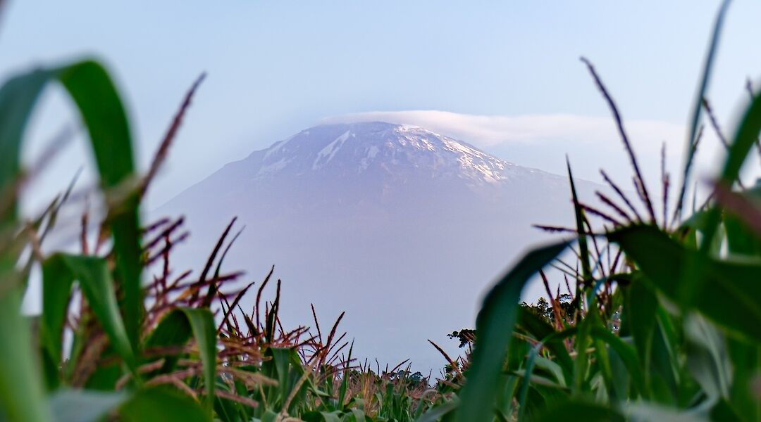 Mount Kilimanjaro from a rice field in Moshi, Tanzania. Nichika Yoshida@Unsplash