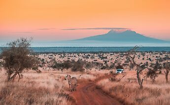 Mount Kilimanjaro in the background, Moshi, Tanzania. Getty Images@Unsplash