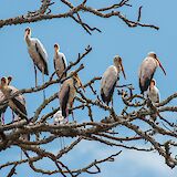 Beautiful birds on a tree in Tanzania, Moshi, Tanzania. Gary Bembridge@Wikimedia Commons