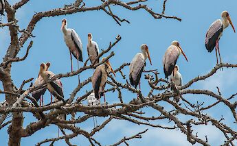 Beautiful birds on a tree in Tanzania, Moshi, Tanzania. Gary Bembridge@Wikimedia Commons