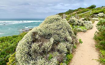 Mornington Peninsula Walk, Fowlers Beach, Blairgowrie, Victoria, Australia. Kgbo@Wikimedia Commons