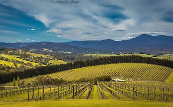 Winery in Gruyere, Yarra Valley. David Munro@Flickr