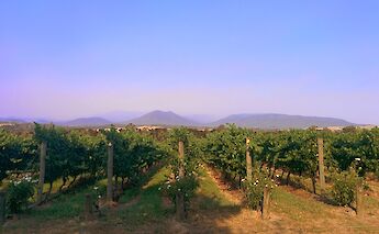 Vineyard in Yarra Valley, Australia. MusikAnimal@Wikimedia Commons
