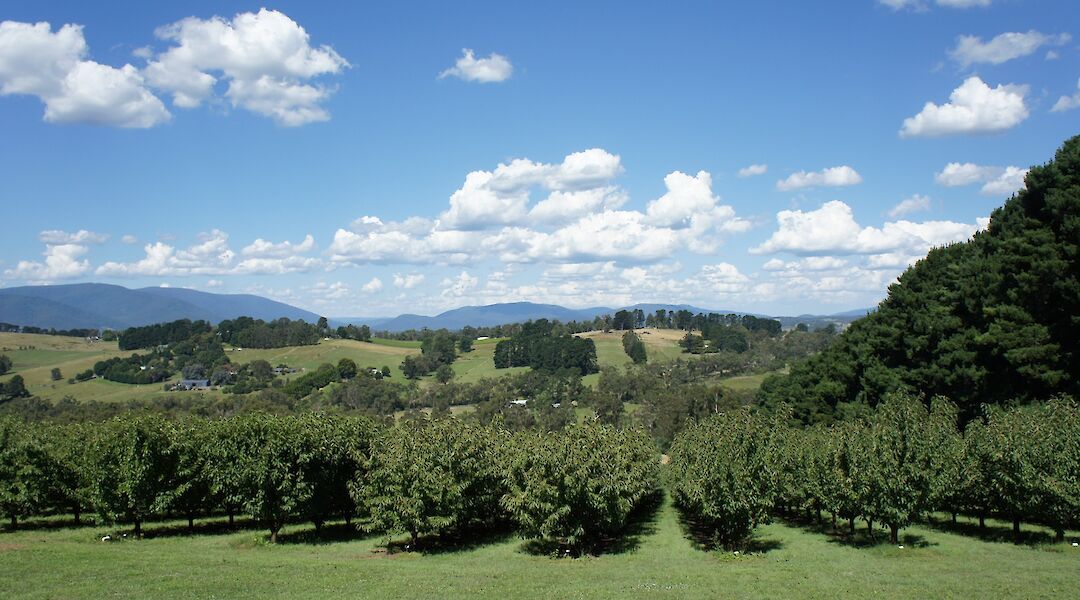 Vineyard, Yarra Valley, Victoria, Australia. Senning Luk@Unsplash