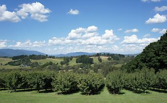 Vineyard, Yarra Valley, Victoria, Australia. Senning Luk@Unsplash