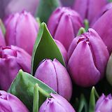 Holland is famous for its tulips! Sylwia Forysinska@Unsplash