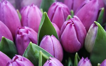Holland is famous for its tulips! Sylwia Forysinska@Unsplash