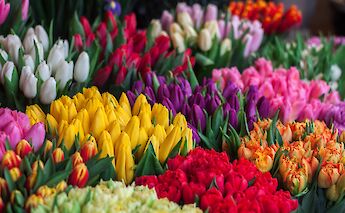 Tulips for sale in Amsterdam. Ioann-Mark Kuznietsov@Unsplash