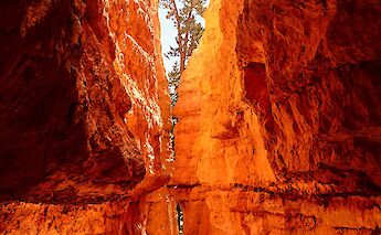 Inside Bryce Canyon National Park, Utah. Flickr: Pedro Szekely