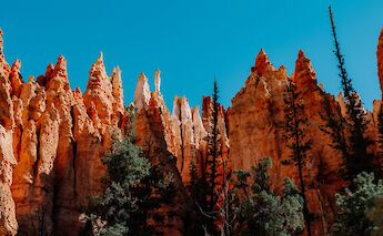 Taking shade by trees and sharp points, Bryce Canyon, Utah, USA. Isaac Martin@Unsplash