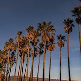 Palm trees, Santa Barbara, California. Earl Wilcox@Unsplash