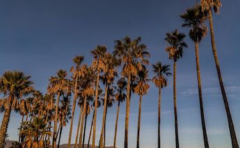 Palm trees, Santa Barbara, California. Earl Wilcox@Unsplash