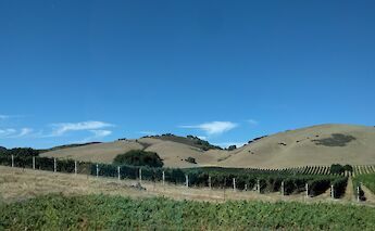 Vineyard in Santa Barbara Wine Country, California. Flickr: Ruth Hartnup