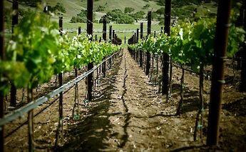 Grapevines in Santa Barbara, California. Flickr: cielodlp