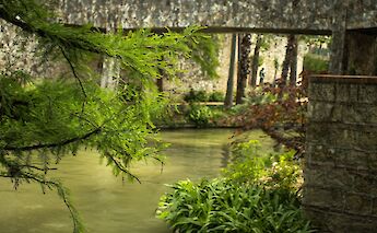Tree branch and grass at the San Antonio River, San Antonio, Texas, USA. Brice Cooper@Unsplash