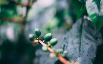 Arabica up close at the Coffee Plantation, Blue Mountain, Montego Bay, Jamaica. Marc Babin@Unsplash