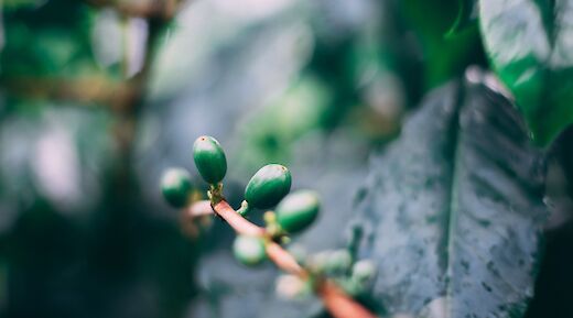 Arabica up close at the Coffee Plantation, Blue Mountain, Montego Bay, Jamaica. Marc Babin@Unsplash