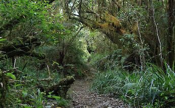 Dirt path in the Blue Mountain Rainforest, Montego Bay, Jamaica. Mario Allen@Unsplash