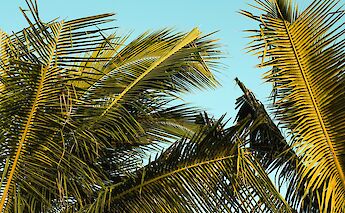 Palm trees, Jamaica. Chris Howell@Unsplash