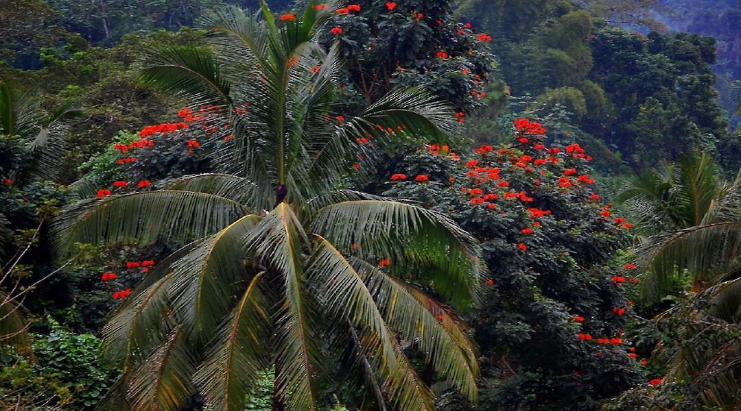 Coconut tree with orange flowers behind in the Blue Mountain Rainforest, Montego Bay, Jaimaica. Midnight Believer@Flickr