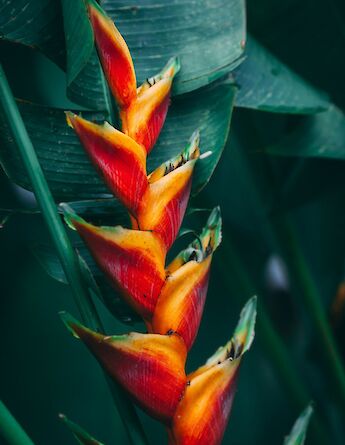 Tropical flower, Jamaica. Marc Babin@Unsplash