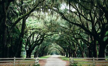 Oaks archway in a park, Savannah, Georgia. Ashley Knedler@Unsplash