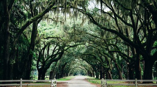 Oaks archway in a park, Savannah, Georgia. Ashley Knedler@Unsplash